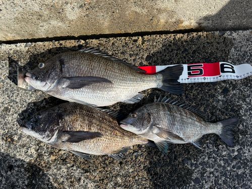 チヌの釣果