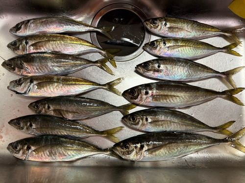 アジの釣果