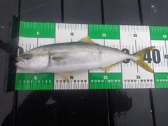 イナダの釣果