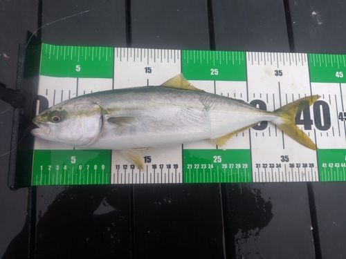 イナダの釣果
