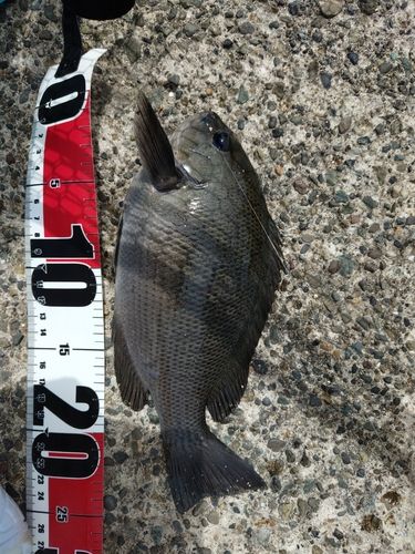 メジナの釣果