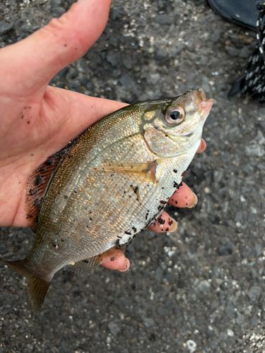 ウミタナゴの釣果