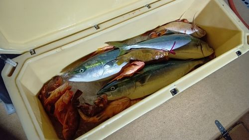 ブリの釣果