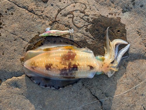 アオリイカの釣果