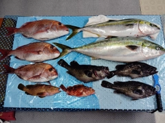 ブリの釣果