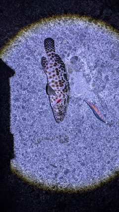 カンモンハタの釣果