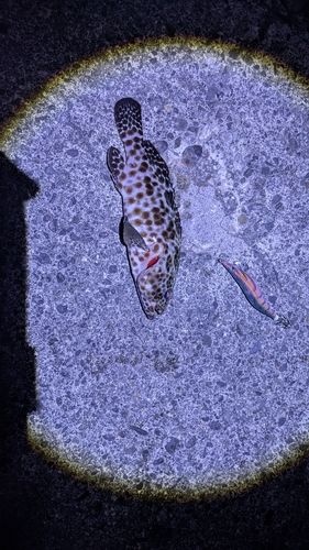 カンモンハタの釣果
