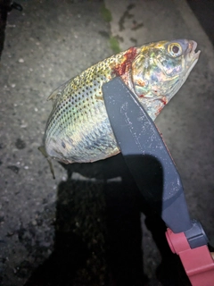 コノシロの釣果