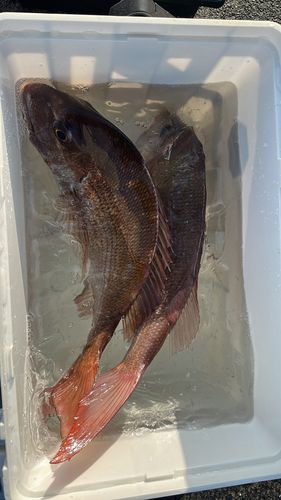 タイの釣果