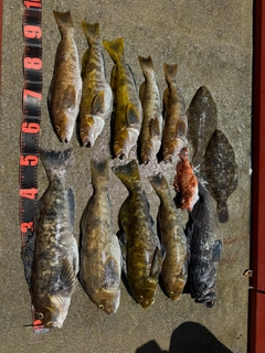 アイナメの釣果