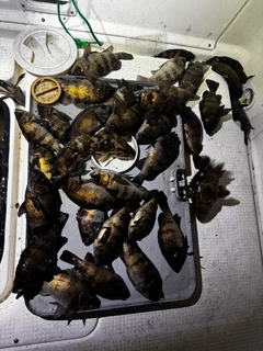 クロメバルの釣果