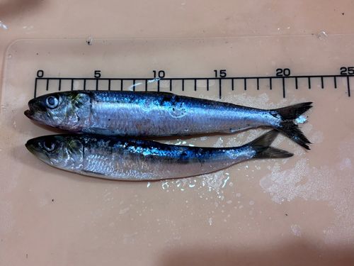 イワシの釣果