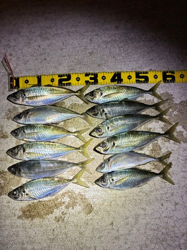 マアジの釣果