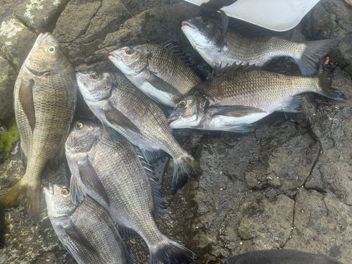 クロダイの釣果