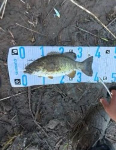 スモールマウスバスの釣果
