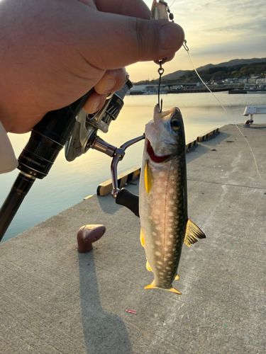 アメマスの釣果