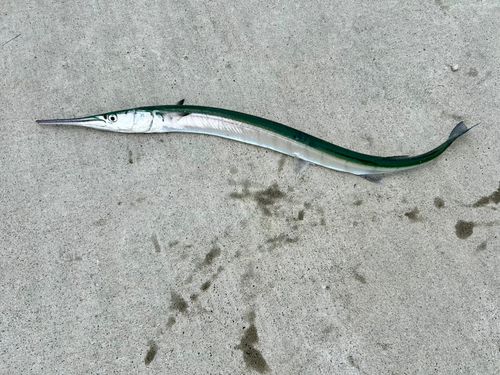 ダツの釣果