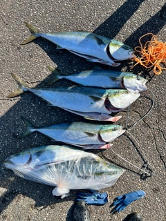 ブリの釣果