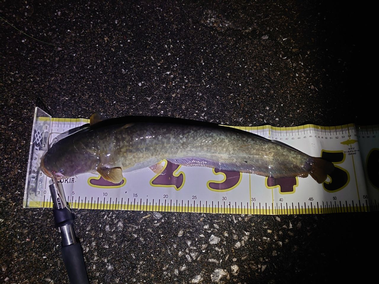 DAIWA 20リベリオン（センターカット2ピース スピニングモデル