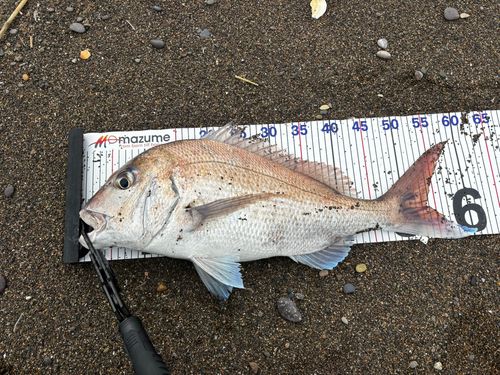 タイの釣果