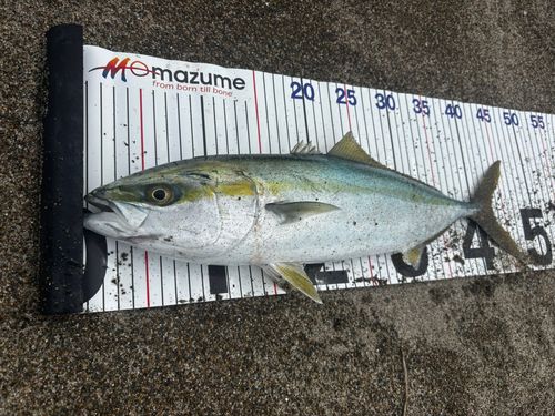 イナダの釣果