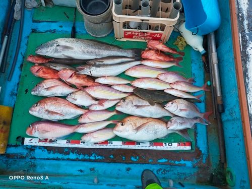 マダイの釣果