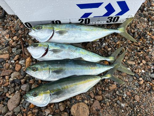 ワカシの釣果