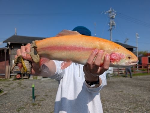 ニジマスの釣果