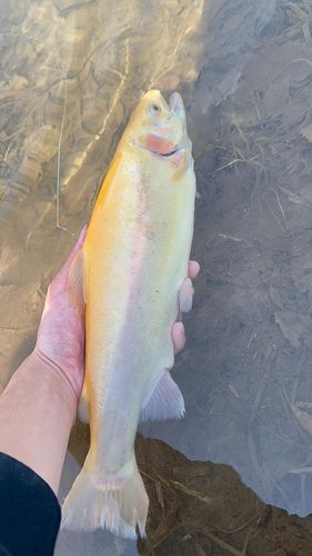アルビノニジマスの釣果