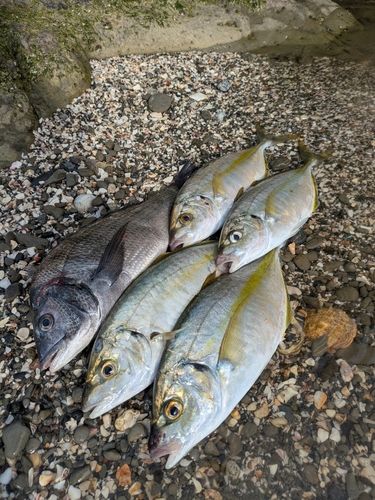 シマアジの釣果