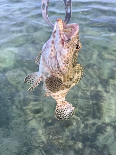 イシミーバイの釣果