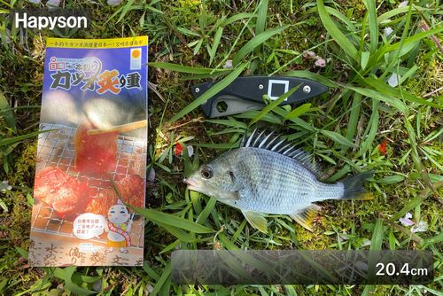 キビレの釣果