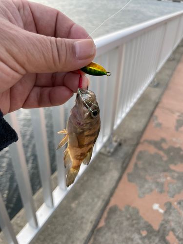 メバルの釣果