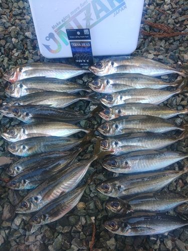 アジの釣果