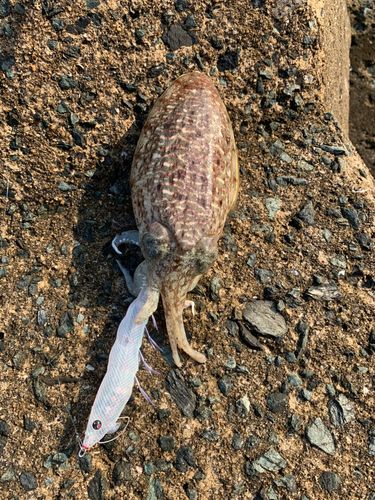 コウイカの釣果
