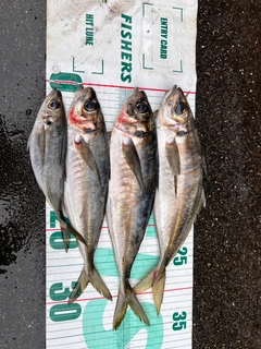 マアジの釣果
