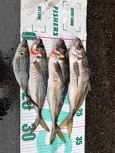 マアジの釣果