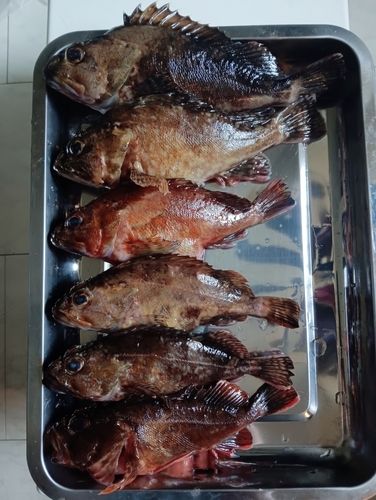 カサゴの釣果
