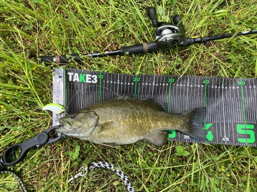 淀川桂川合流で釣れたブラックバスの釣り・釣果情報 - アングラーズ