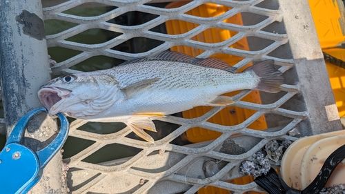シログチの釣果