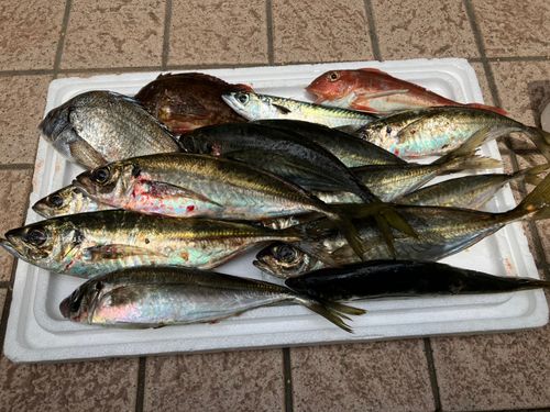 アジの釣果