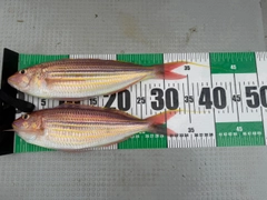 イトヨリダイの釣果