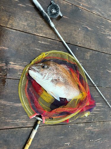 マダイの釣果