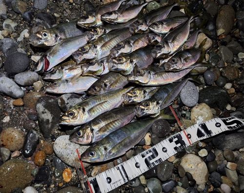 アジの釣果