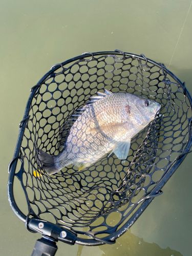 キビレの釣果