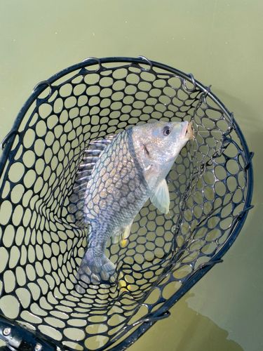 キビレの釣果