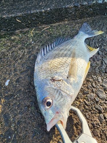 キビレの釣果