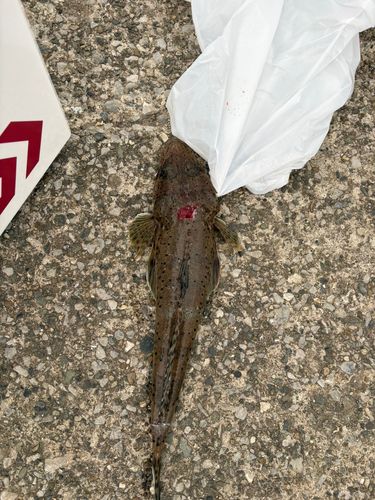 イネゴチの釣果