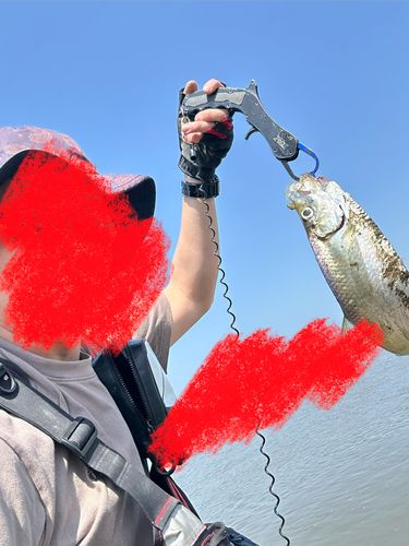 ターポンの釣果
