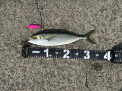 コゾクラの釣果